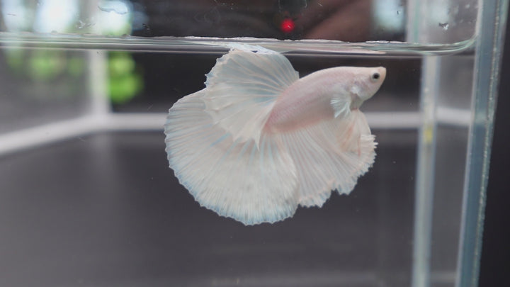 Halfmoon White Betta Fish
