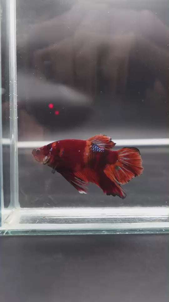 Rare Giant Multicolors Betta Fish