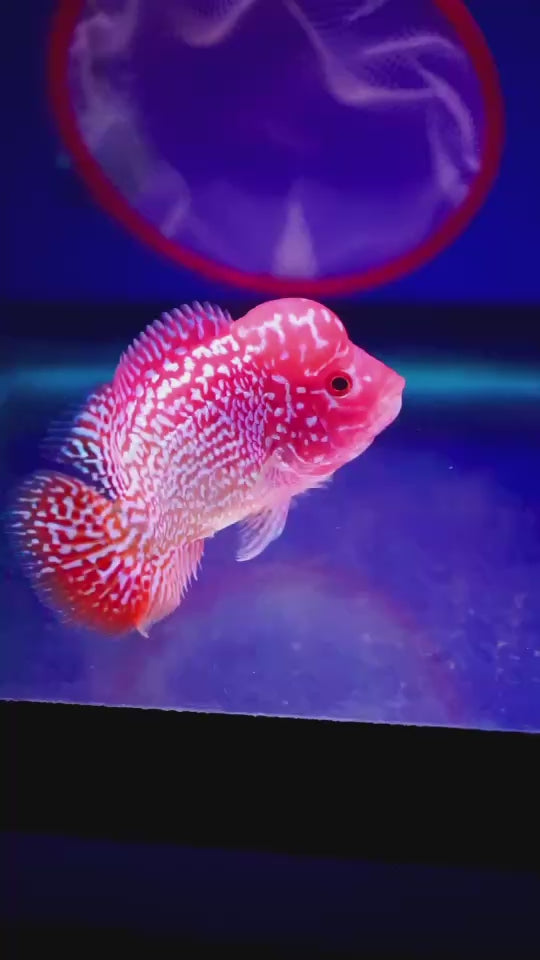Rare Kamfa Golden Base Flowerhorn 3.5 inch