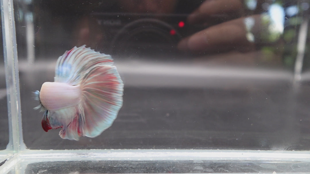 Halfmoon Cotton Candy Betta Fish