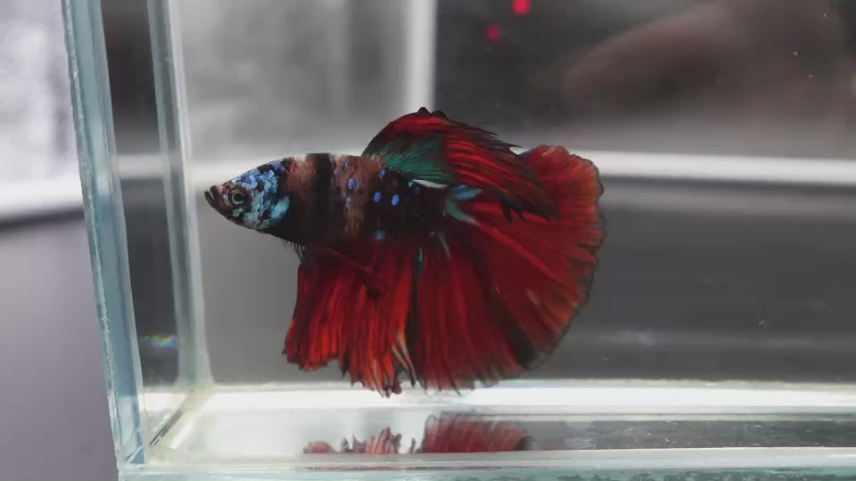 Rare Halfmoon Multicolors Betta Fish