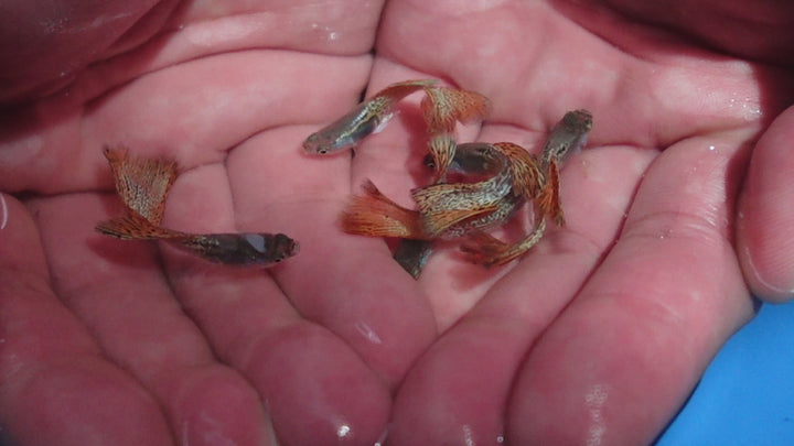 Metal Red Lace Snakeskin Guppy Fish