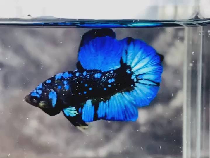 Rare Avatar Betta Fish
