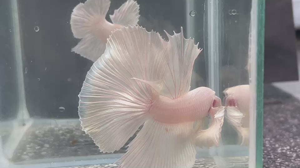 Rare Dumbo Halfmoon Platinum Betta Fish