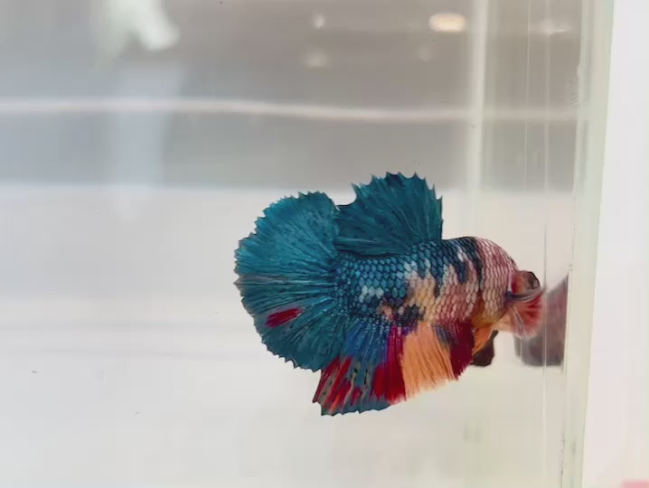 Rare Koi Multicolors Betta Fish