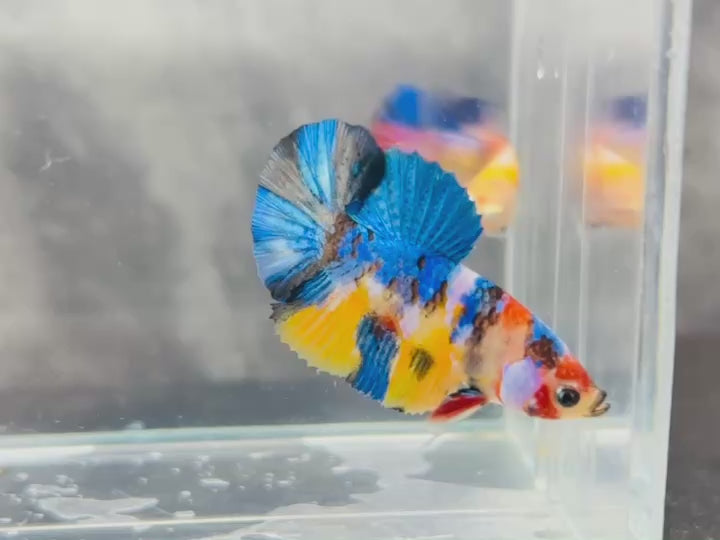 Rare Koi Multicolors Betta Fish