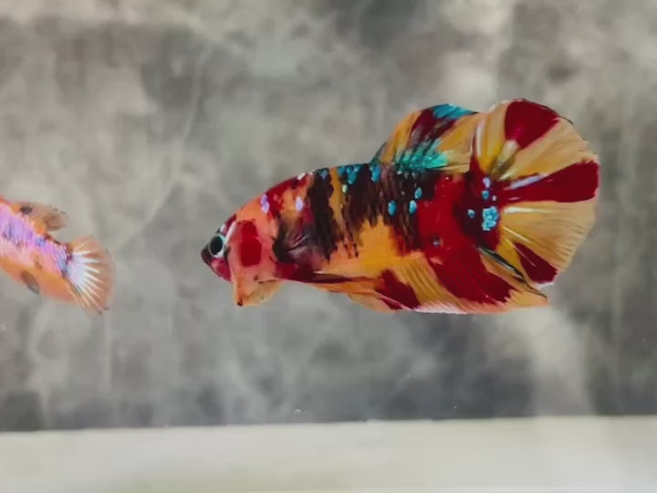 Rare Pair Koi Multicolors Betta Fish