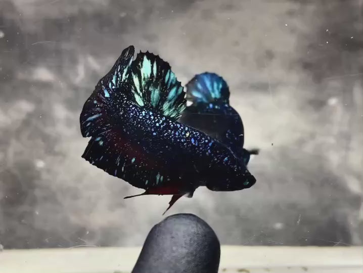 Rare Avatar Betta Fish