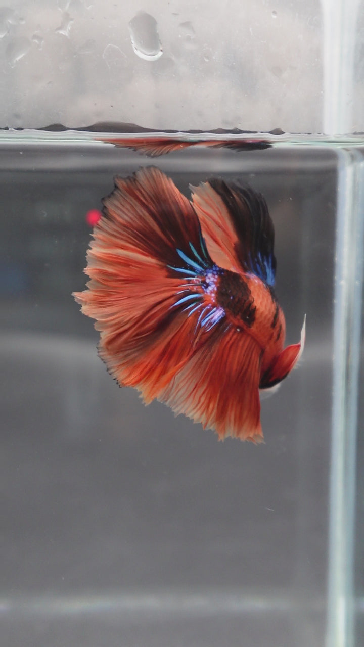 Rare Halfmoon Multicolors Betta Fish
