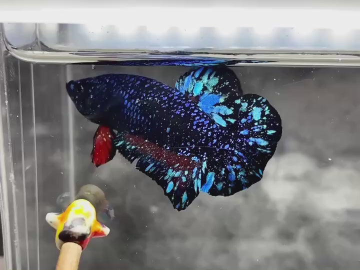 Rare Avatar Betta Fish