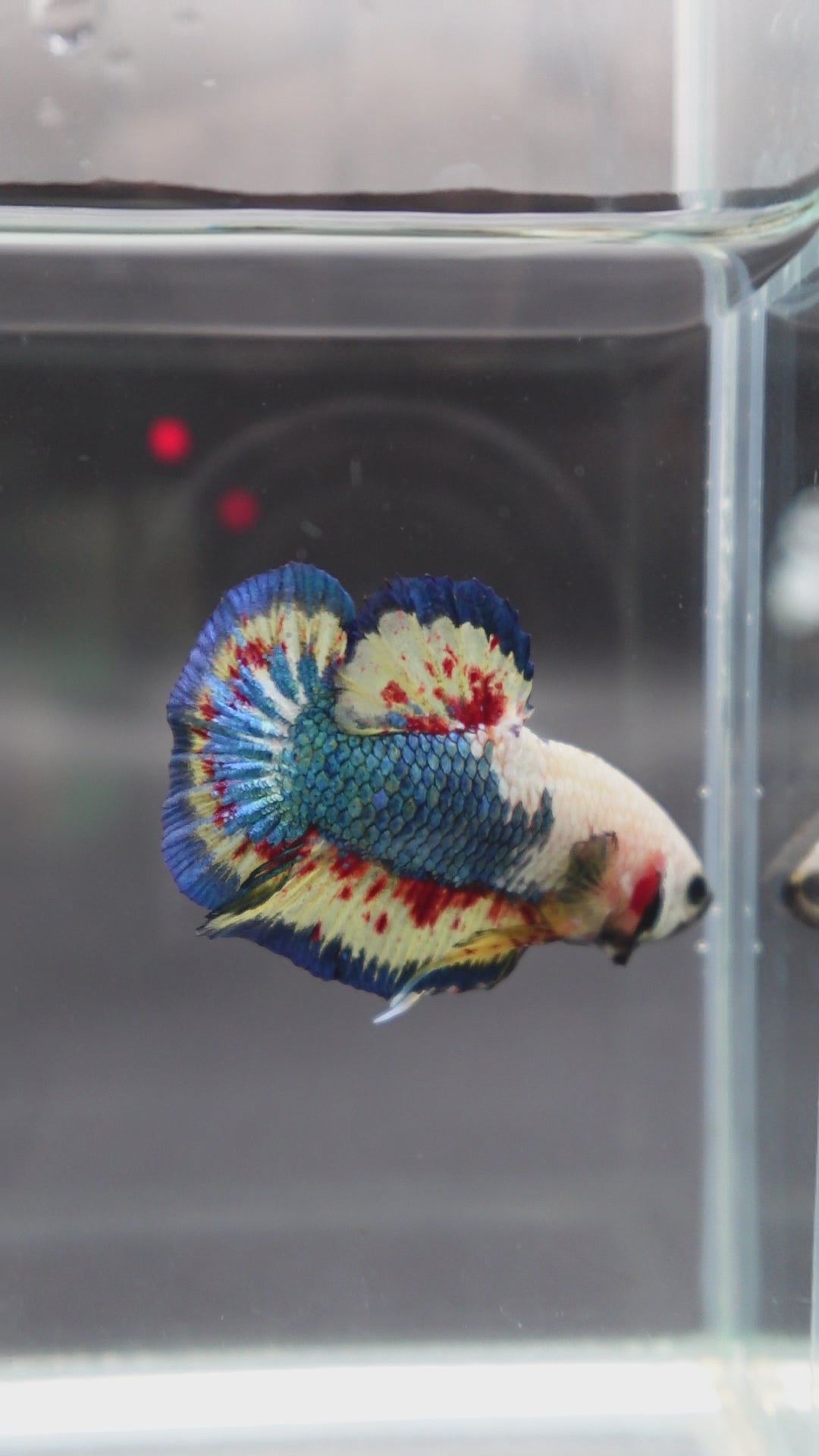 Competition grade - Vanda White Head Betta Fish