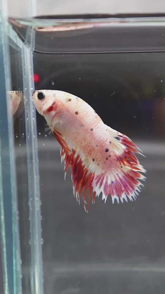 Rare CTPK Pink Tail Betta Fish