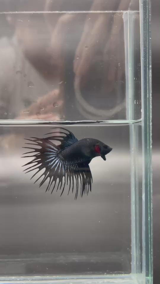 Competition - Crowntail Black Venom Betta Fish