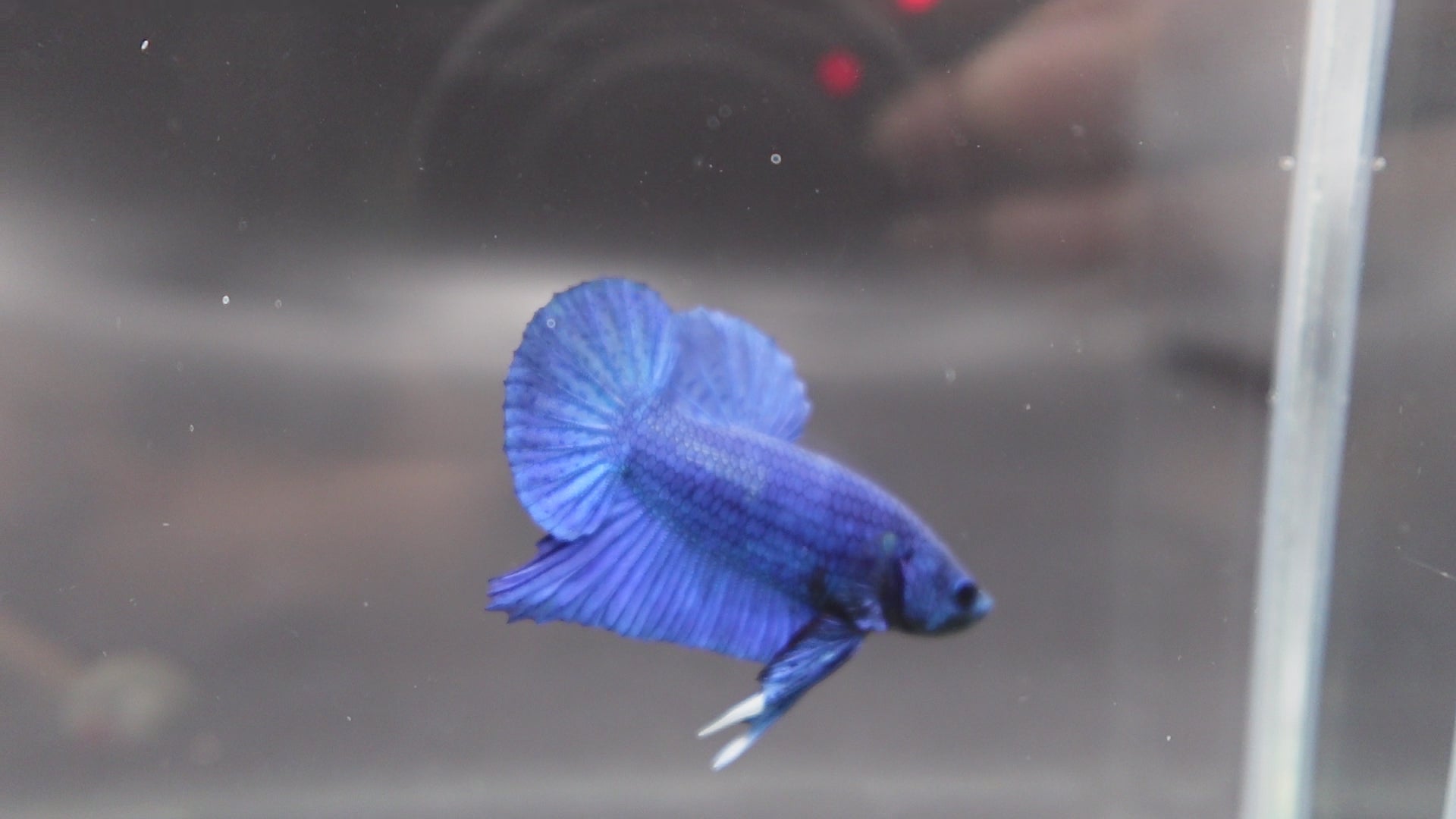 Navy Blue Betta Fish