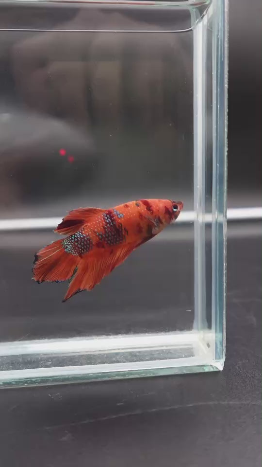Rare Giant Multicolors Betta Fish