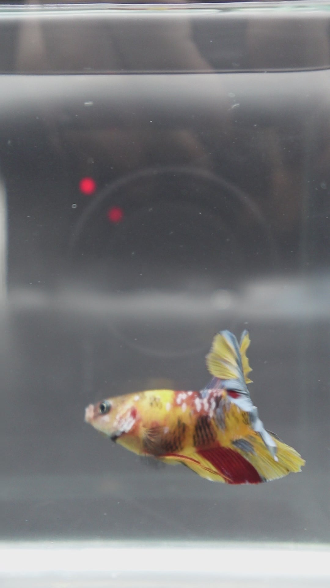 Rare Multicolors Betta Fish