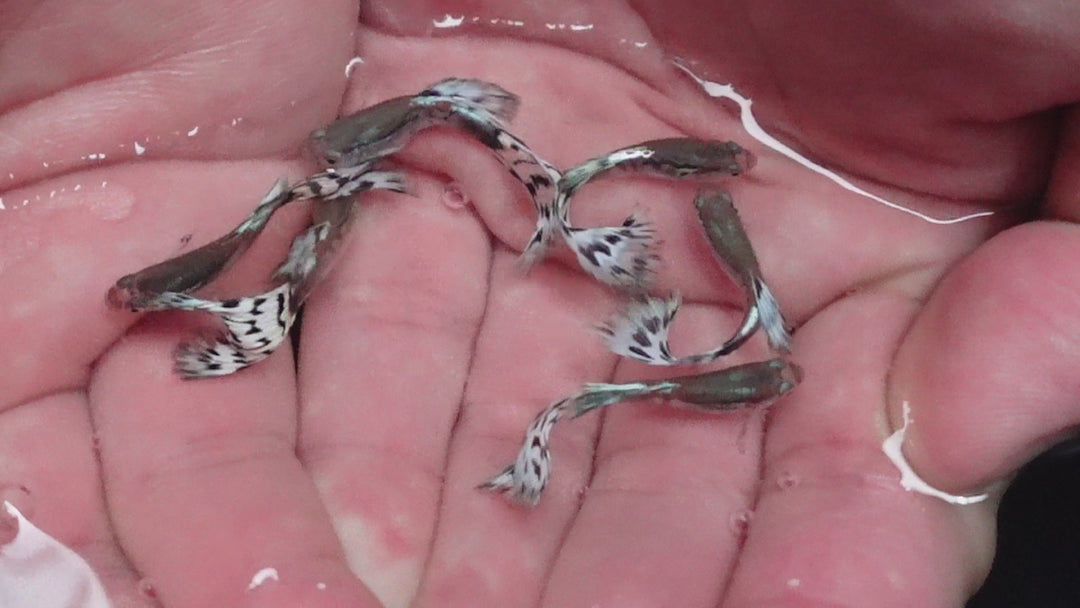 White Mosaic Snakeskin Guppy Fish