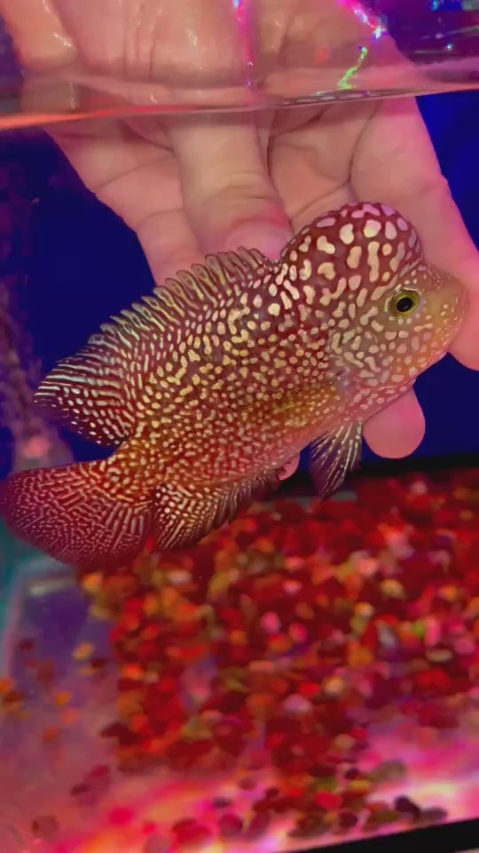 Rare Kamfa Flowerhorn