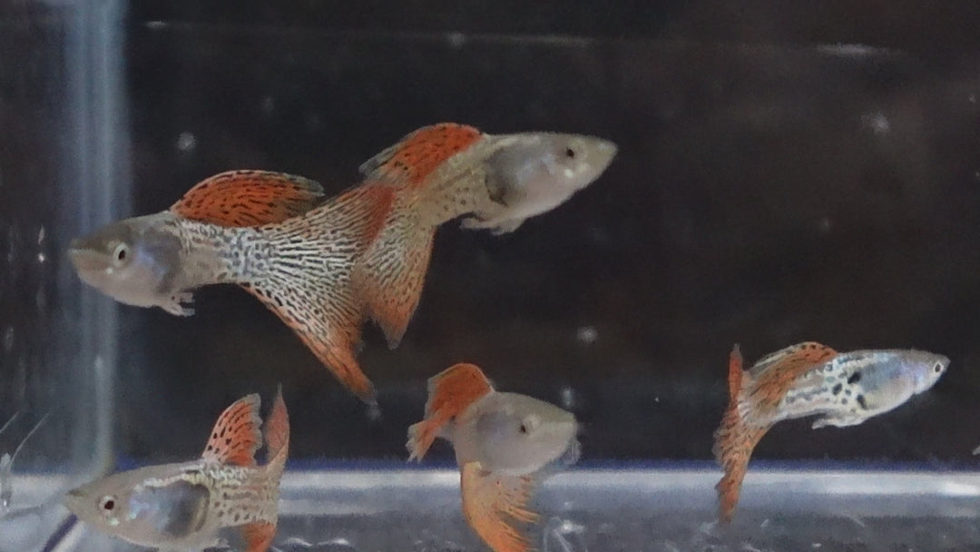 Metal Red Lace Snakeskin Guppy Fish