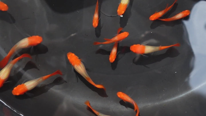 Albino Tuxedo Red Koi Guppy Fish