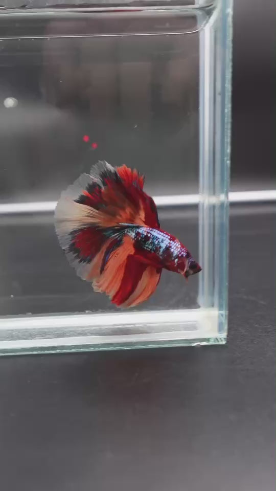 Rare Halfmoon Multicolors Betta Fish