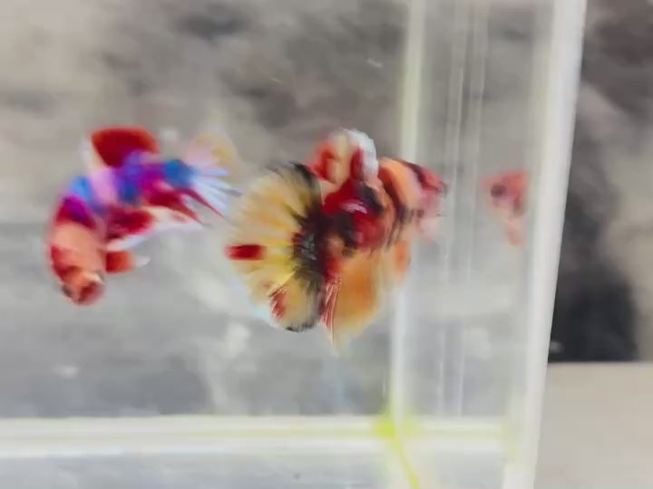 Rare Koi Multicolors Betta Fish