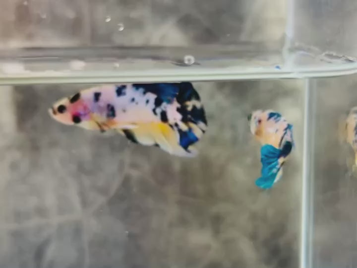 Rare Pair Blue Marble Betta Fish