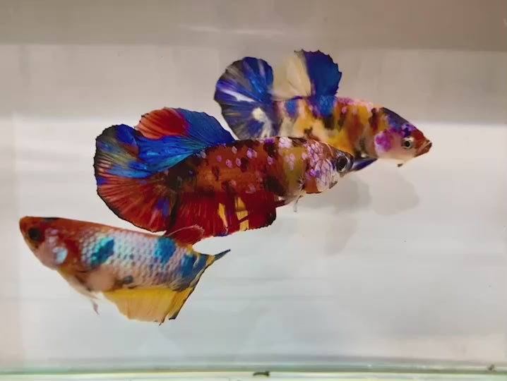 Rare Pair Koi Multicolors Betta Fish (Male & Female)