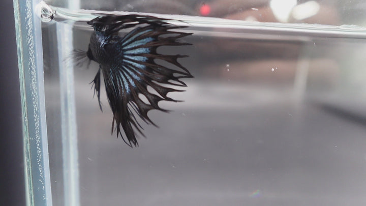 Competition grade - Black Venom Crowntail Betta Fish