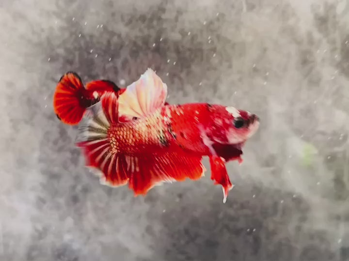 Rare Pair Red Copper Betta Fish