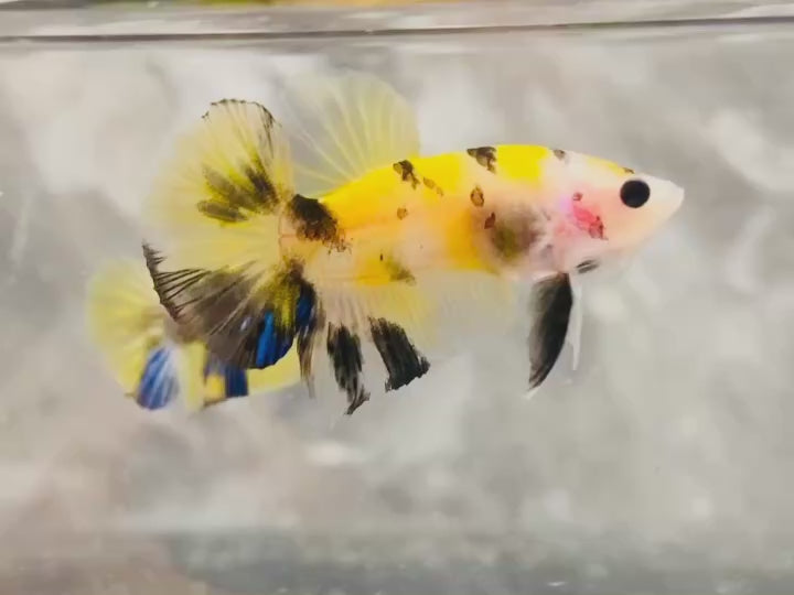 Rare Pair Koi Multicolors Betta Fish