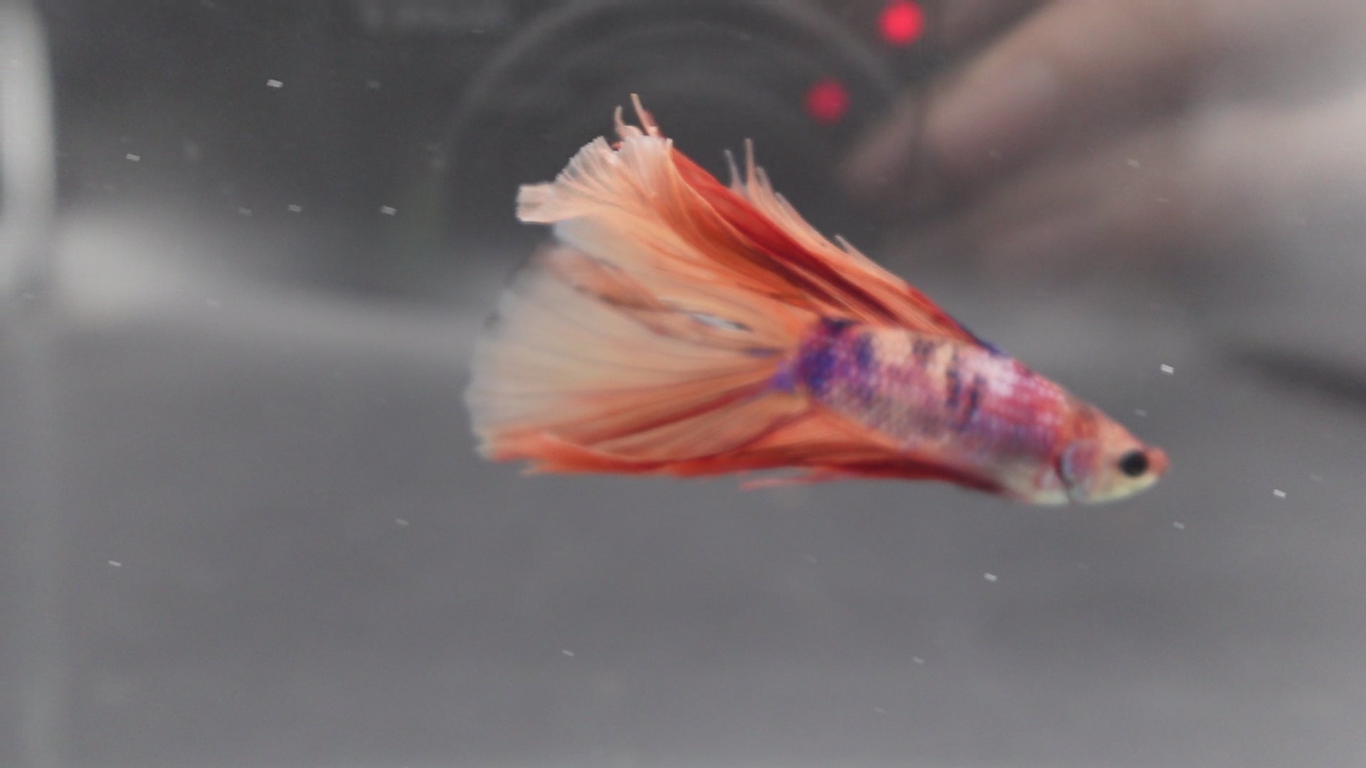 Rare Fullmoon Multicolors Betta Fish