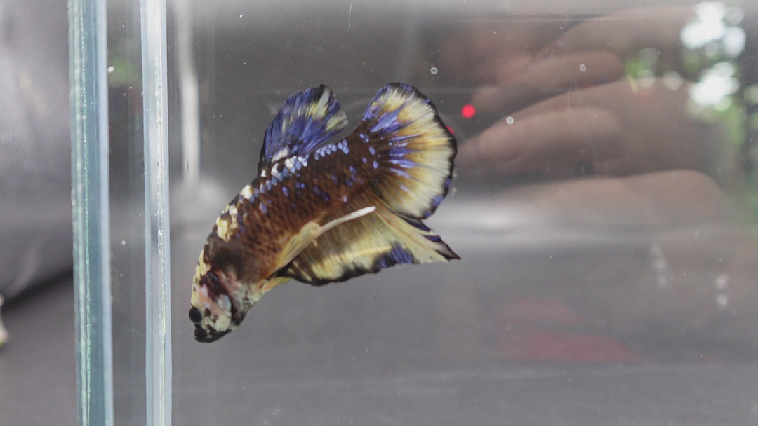 Rare Giant Multicolors Betta Fish