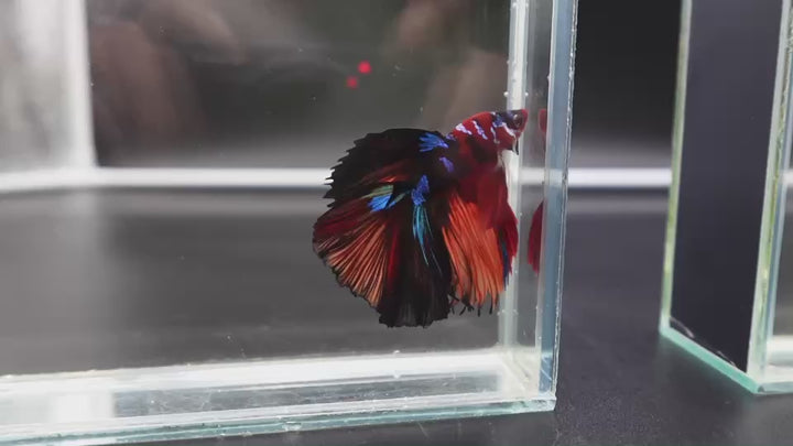 Rare Halfmoon Multicolors Betta Fish