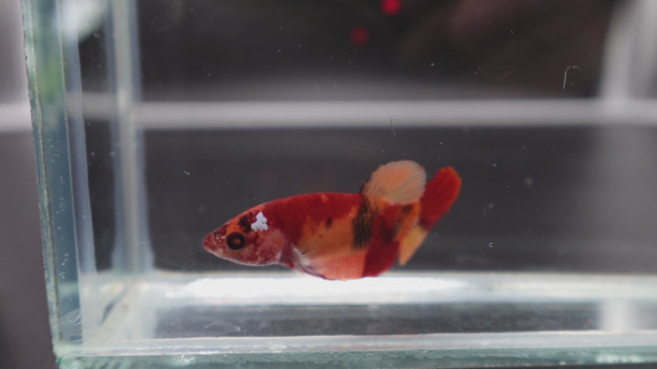 Rare Koi Multicolors Betta Fish