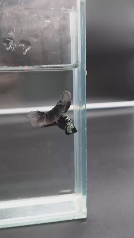 Rare Black Shadow Samurai Halfmoon Betta Fish