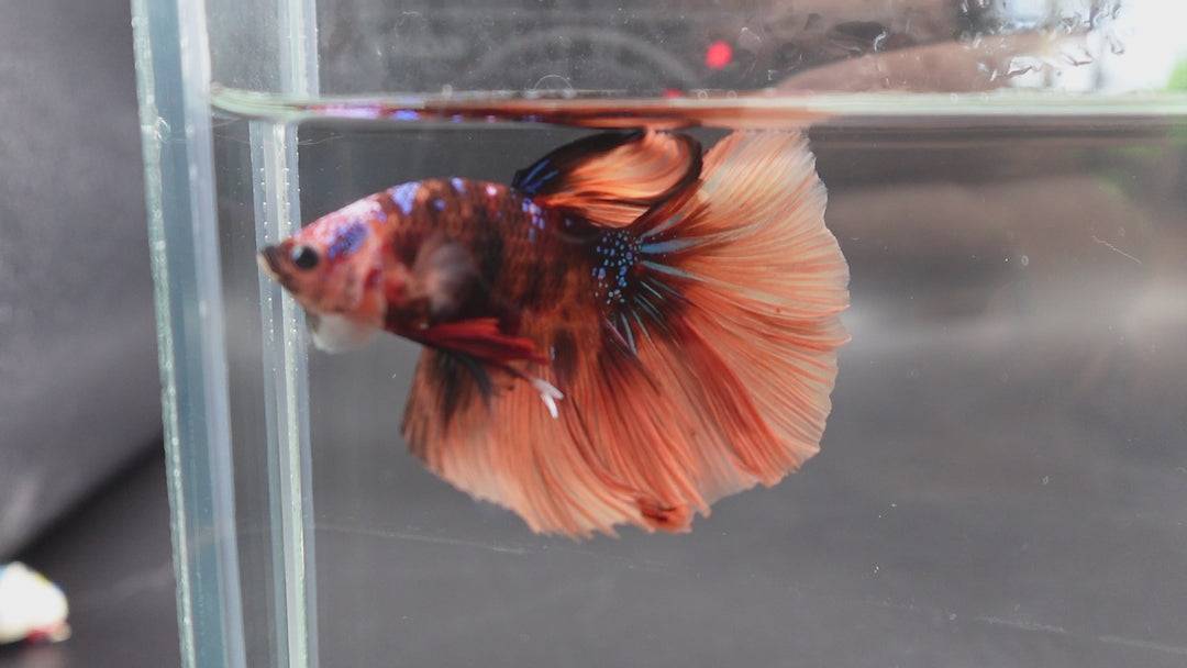 Rare Halfmoon Multicolors Betta Fish