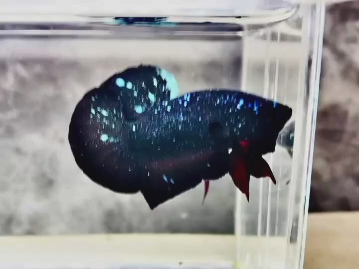 Rare Avatar Betta Fish