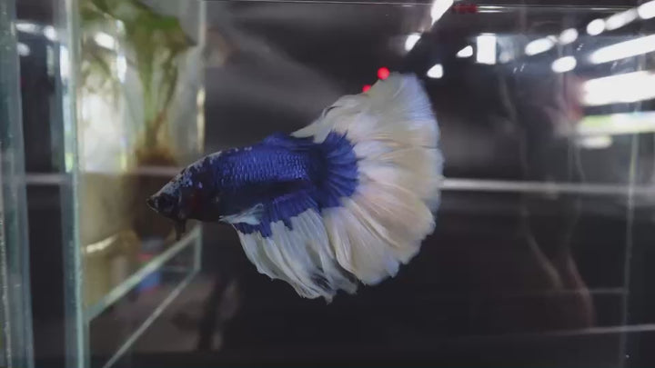 Rare Halfmoon Blue Butterfly Betta Fish