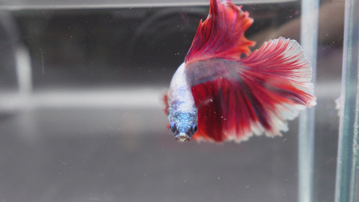 Halfmoon Red Dragon Betta Fish