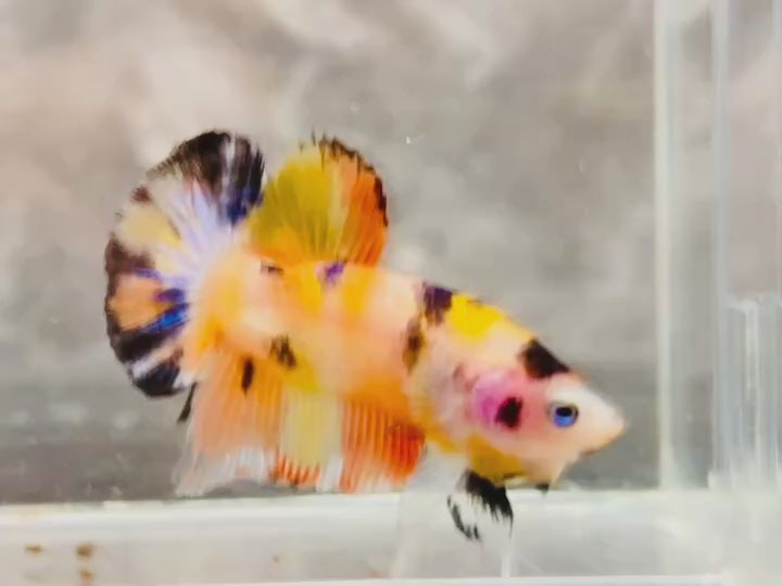 Rare Pair Koi Multicolors Betta Fish