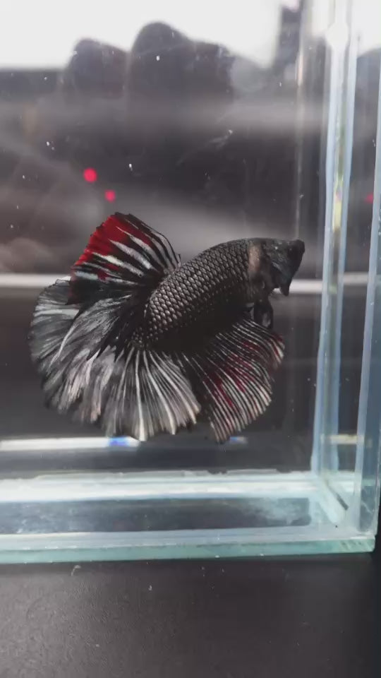 Rare Halfmoon Black Copper Betta Fish
