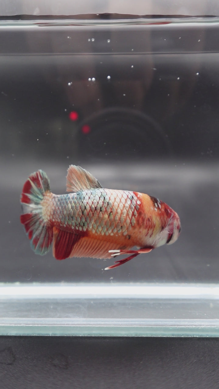 Rare Super Giant Red Copper Betta Fish