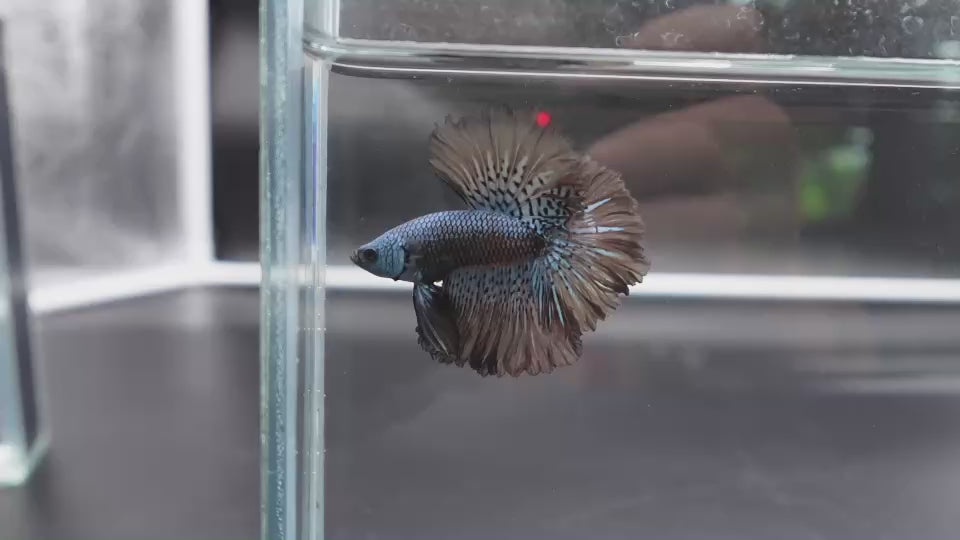 Rare Halfmoon Alien Betta Fish