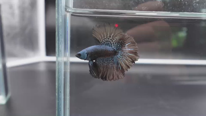 Rare Halfmoon Alien Betta Fish