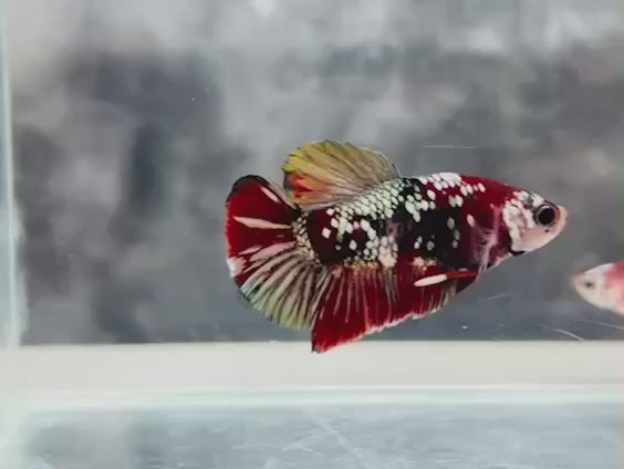 Rare Pair Red Copper Betta Fish