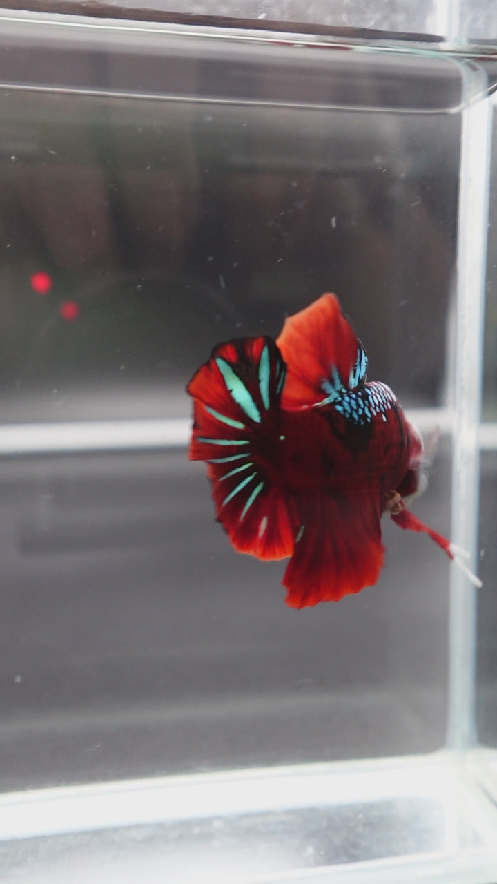 Rare Koi Multicolors Betta Fish