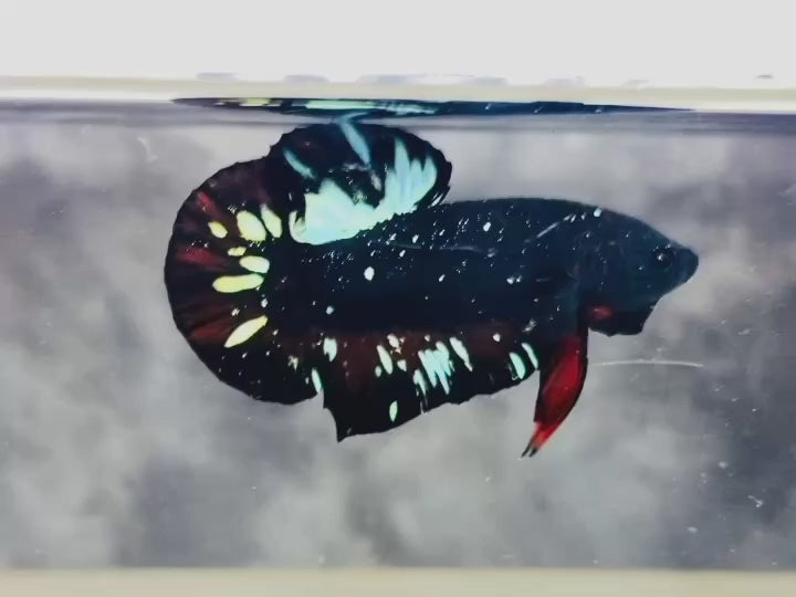Rare Avatar Betta Fish