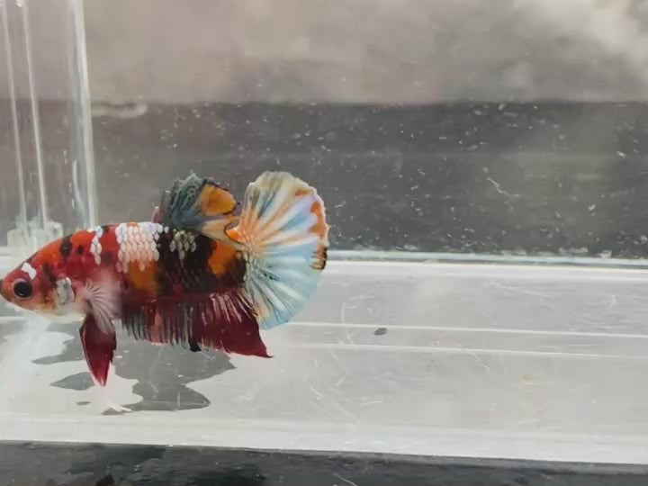 Rare Pair Koi Multicolors Betta Fish