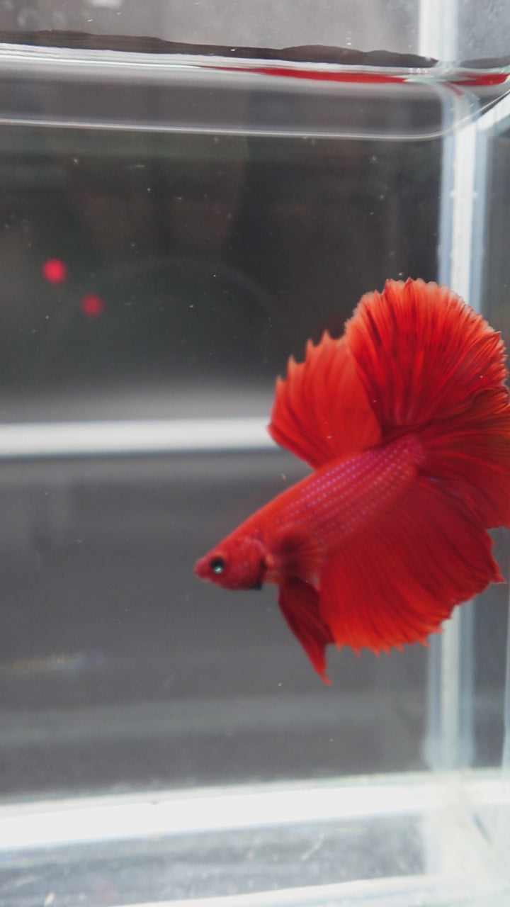Halfmoon Red Betta Fish